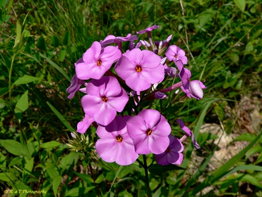 {Phlox maculata}